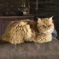 گربه پرشین  ۱۱ماهه