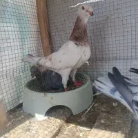 خرطوم دار