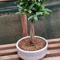 انواع بن سای
