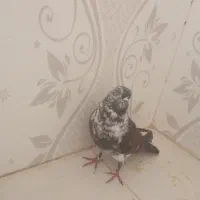ماده قاره