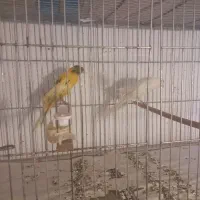 فروش قناری های رسمی شاخص نر