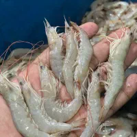 میگو سرتیز و سره صید روز موجود