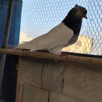 کفتر