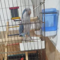 طوطی راهب نر جوانه