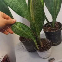 انواع سانسوریا خاص ریشه پر با قیمت مناسب