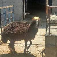 میش شکم اول قصابی
