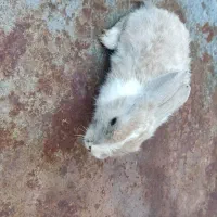 خرگوش