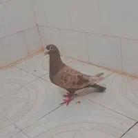 کفتر‌پلاکی‌به‌شرط