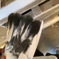 کفتر