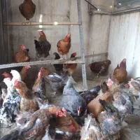مرغ تخم گذاری وتخم مرغ محلی