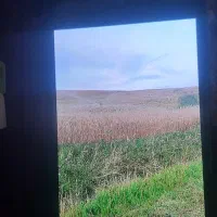 زمین-کشاورزی-بارانی-در-محموداباد