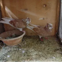 کفتر شازده زرد سرور