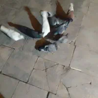 09032312554|سیم‌کارت|تربت جام, میان جام|دیوار