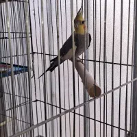 عروس هلندی