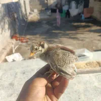 جوجه مرغ محلی