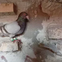 کبوتر|پرنده|اهواز, باغ شیخ|دیوار