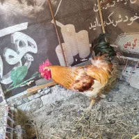 خروس بالغ جوان