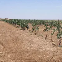 درخت پسته بارده