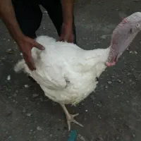 ۱۵ عدد بوقلمون بیوتی سر بری