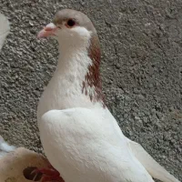 کفتر قلدر درجه یک