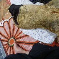 هیز|حیوانات مزرعه|مهران (ایلام), |دیوار