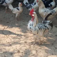 خروس گلین اصل
