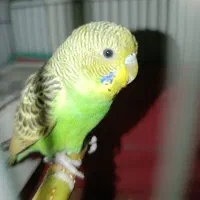مرغ عشق