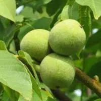 گردوی سبز پوست کاغذی و مغز برفی