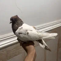 کفتر کله قهوه‌ای