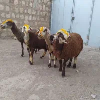 میش وبره
