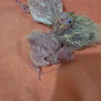 جوجه عروس هلندی