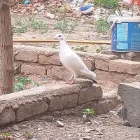 کفتر ابلق