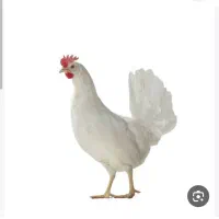 مرغ وخروس لاری