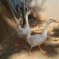 غو غاز