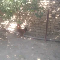 خروس