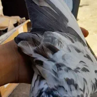 کبوتر ماده