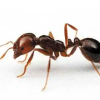 فروش پت خونگی