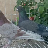 کبوتر پرشی عالی