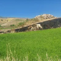 نشا برنج طارم(تولکی)