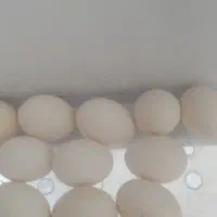 تخم مرغ محلی اصیل