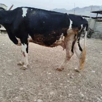 گاو‌هلشتاین