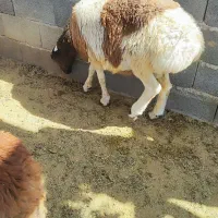 بره قوچی چینی