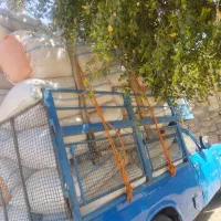 کاه|لوازم جانبی حیوانات|مسجد سلیمان, |دیوار