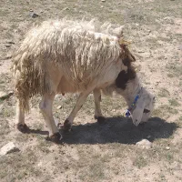 بره نر پلنگی
