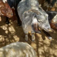 دوتابز