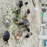بوقلمون ،مرغ ،جوجه