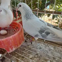 نر وماده دوبال
