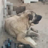 ماده پژدر