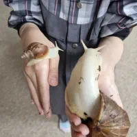 حلزون،جوجه ،پیش مولد