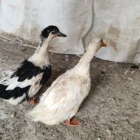 سه عدد اردک جوان